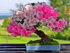 149 BONZAI A MAULEVRIER 2016_000033